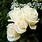 Pictures of White Roses