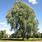 Pictures of Willow Trees