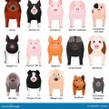 Pig in Different Sizes for Kids