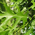 Pin Oak Tree Leaves Identification