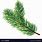 Pine Branch Vector