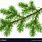 Pine Tree Branch Vector