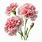 Pink Carnation Flower Clip Art