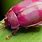 Pink Flea Beetle