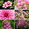 Pink Flower Perennial Plants