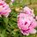 Pink Peony Garden