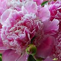 Pink Peony Wallpaper 4K