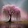 Pink Weeping Willow Tree