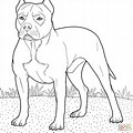 Pit Bull Dog Coloring Pages