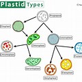 Plastids Flow Chart