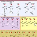 Positive and Negative Amino Acids