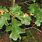 Post Oak Tree Leaves