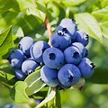 Powder Blue Blueberry Bushes