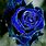 Pretty Blue Rose Backgrounds