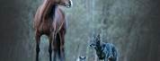 Profile Pictures Horse and Dog and Cat