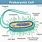 Prokaryotic Cell Diagram