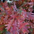 Quercus Alba with Fall Foliage