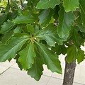 Quercus Bicolor Swamp White Oak