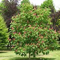 Ruby Red Horse Chestnut Tree