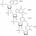 RNA Molecule Structure