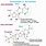 RNA Nucleoside