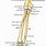 Radius Ulnar