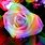 Rainbow Roses