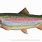 Rainbow Trout Clip Art