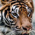 Rainforest Animals Bengal Tiger