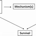 Randomized Controlled Trial Directed Acyclic Graph