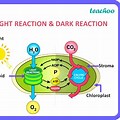 Reaction to Bright Light