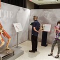 Real Human Body Exhibit