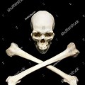 Real Human Skull with Crossed Bones