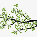 Real Tree Branch Vector