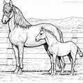 Realistic Baby Horse Coloring Pages