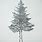 Realistic Pine Tree Drawing