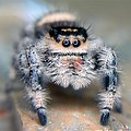 Regal Jumping Spider Juvenile