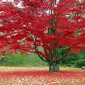 Red Maple