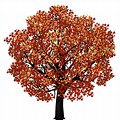 Red Maple Tree Clip Art