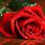 Red Rose Images HD