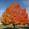 Red Sugar Maple Tree