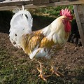 Rhode Island Red X White Leghorn