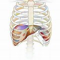 Rib Cage Associated to Liver