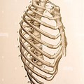 Rib Cage Side View