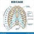 Rib Cage and Sternum Diagram