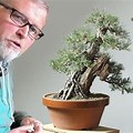 Root Over Rock Black Pine Bonsai