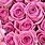 Rose Wall Background