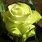 Rose Verte