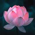 Royalty Free Lotus Flower