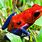 Strawberry Poison Dart Frog